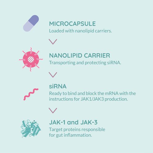 Figure 1: Therapy developed by the New Deal project to treat Inflammatory Bowel Disease (IBD) based on nanolipid carriers.