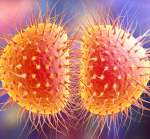 Neisseria gonorrhoeae bacteria - a pair of orange blobs covered in filament-like extracellular projections