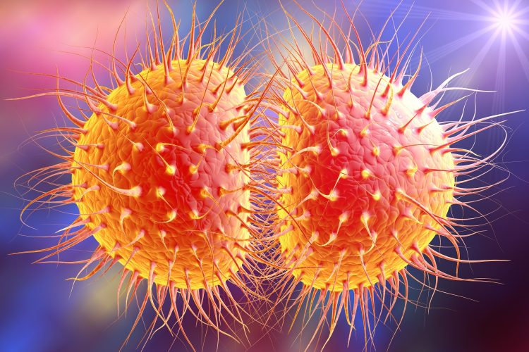 Neisseria gonorrhoeae bacteria - a pair of orange blobs covered in filament-like extracellular projections