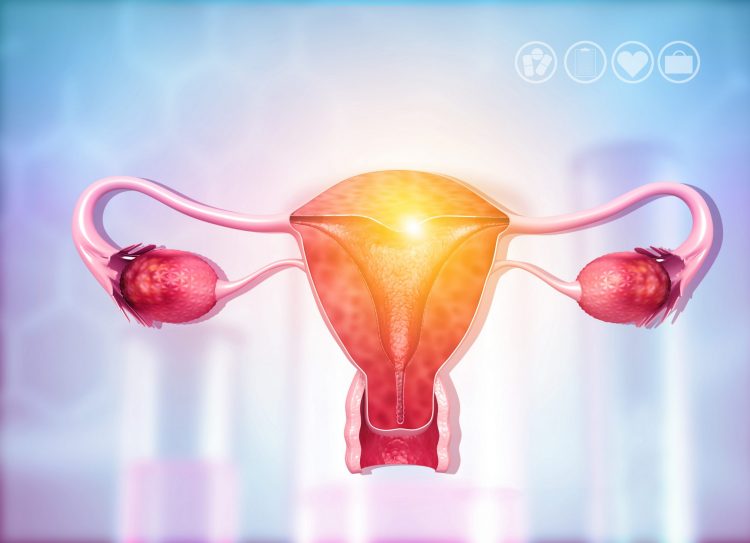 female reproductive system in pinky-red on a light blue gradient background
