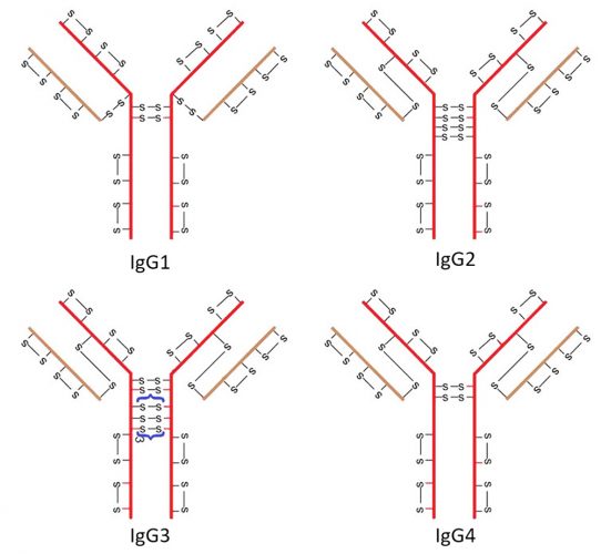 Figure 1: Schematic representation of the major immunoglobulin G (IgG) subclasses. Each IgG consists of two heavy chains (red) and two light chains (brown). Inter-chain and intrachain disulphide bonds (shown as -S---S-) link the four chains and also stabilise the tertiary structure of the molecule. Of these, IgG1-type and some IgG2-type molecules are those typically developed as therapeutics.