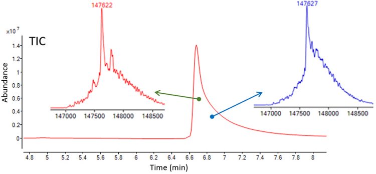 Figure 3: Elution of an antibody from a reversed phase high-performance liquid chromatography (HPLC) column. Species with all cysteines linked with disulphides (with calculated molecular mass 147621.5) elute earlier than species with some of the cysteines present in the reduced (sulphhydryl) state, the latter eluting as a shoulder to the main peak.