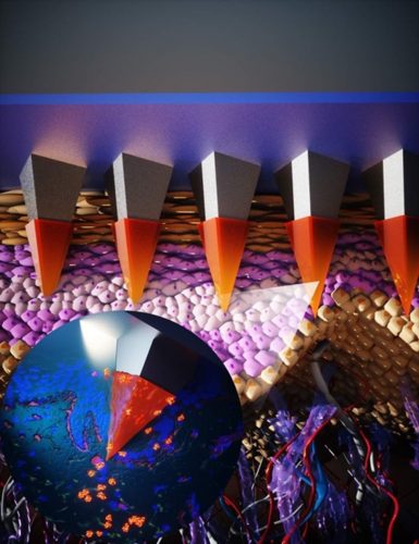 Illustration of a microneedle array with its micron sized needles piercing the stratum corneum (epidermis).