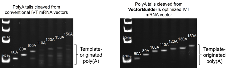 Stability assessment for IVT mRNA vectors containing 60-150nt pure Poly(A) tails