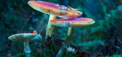 Psychedelic Medicines
