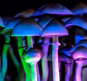 A group of Psilocybe cubensis mushrooms (in which psilocybin and other tryptamines are produced) lit up in different psychedelic colours (eg, green, blue and pink) - idea of psychedelic drugs