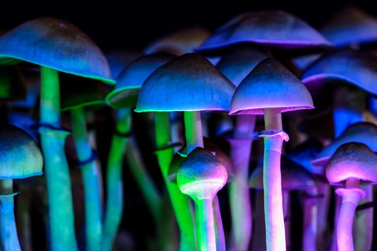 A group of Psilocybe cubensis mushrooms (in which psilocybin and other tryptamines are produced) lit up in different psychedelic colours (eg, green, blue and pink) - idea of psychedelic drugs