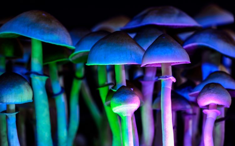 A group of Psilocybe cubensis mushrooms (in which psilocybin and other tryptamines are produced) lit up in different psychedelic colours (eg, green, blue and pink) - idea of psychedelic drugs