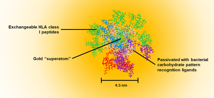 Figure 1: Water-soluble, quantum-confined clusters are self-assembled in a single step to create a three-layered structure. The central gold superatom (102 atoms, 1.6nm diameter) exhibits no plasmon resonance, but does create a 1/d4 energy transfer condition to the metal surface. This process results in quenching of fluorescent molecular dyes and disruption of water/ionic structure/Brownian motion around the particle that leads to deactivation of enzymatic activity at the surface layer of the superatom. This field effect has been shown to result in stabilisation of RNA and peptides on the surface of the quantum-confined cluster gold cores. The orange shading shows the magnitude of the field effect (fluorescent quench) as a function of distance from the metal surface. The second layer (thatch layer) is a passivation layer and renders the particle water-soluble. It consists of bacterial mimetic carbohydrates that are known pattern recognition elements (PRE). This surface ‘thatch’ is recognised by the innate immune system such that the particle resembles a bacterial degradation fragment which is recognised as ‘infectious’. The sugar component of almost all bacterial surfaces consists of alternating residues of β4-N-acetylglucosamine (β4GlcNAc) and β4-N-acetylmuramic acid (β4MurNAc). The latter is just a phosphoenolpyruvate adduct of GlcNAc. Innate recall (anamnestic response) to these surfaces occurs in the absence of inflammation. This condition is critical since T-cell memory does not evolve in the presence of inflammation. In a natural infection, activation of naïve T-cells by dendritic cells will occur before systemic inflammation occurs – ie, priming occurs before physical symptoms. The PRE can stimulate NKT cells to promote ‘signal 0’ which can substitute for CD4 T cell help. The outer layer contains class I-binding peptides that are attached to the passivated core particle via a thiol–gold linkage. In extracellular fluid, reducing compounds such as glutathione are not at a sufficient concentration to induce Murray‑Place exchange and release the peptide from the particle. However, cells normally contain 5 mM glutathione, and this results in almost immediate release of peptides from the particle upon entry into the cytoplasm after transiting the plasma membrane. The passivated layer results in almost exclusive uptake of the particles by antigen presenting cells, as determined by monitoring gold uptake of cells using cytometry by time of flight (CytoTOF) mass spectrometry. All peptides are attached in the C-to-N orientation with a linker on the N terminal. This linker provides the recognition motif for translocation of the peptide to the endoplasmic reticulum where the peptide is then inserted C terminal end into a vacant class I molecule. The N terminal trimming proteases then cleave the linker resulting in a peptide of defined length (9–15 mer), identical to those empirically found in class I MHC expression ligandomes. The final vaccine construct is ~4.5nm in diameter which permits passage through collagen network in the skin (10nm), uptake to lymphatics (20nm), permeation through vascular pores (6–8nm) or free clearance from kidneys (5–6nm). This size contrasts with lipid encapsulated vaccine vehicles (>50nm) that can only access the sinusoids of the liver (150nm).