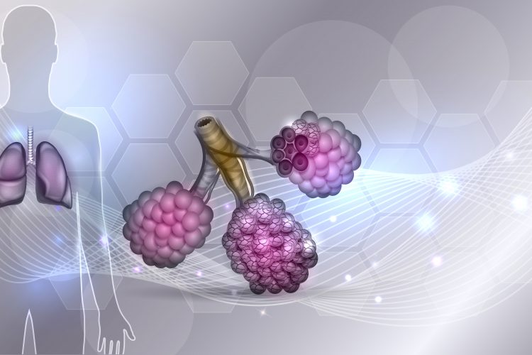 human shape with lungs highlighted and alveoli cut away - idea of respiratory therapeutics