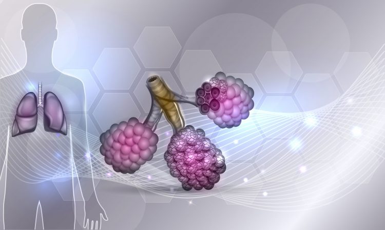 human shape with lungs highlighted and alveoli cut away - idea of respiratory therapeutics