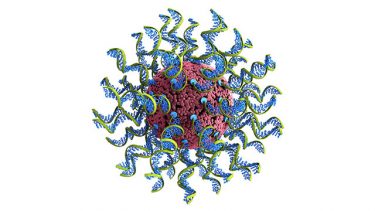 SNAs are ball-like forms of DNA and RNA arranged on the surface of a nanoparticle [Credit: Northwestern University].
