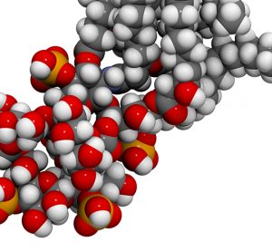 Molecular model of a Lipopolysaccharide (LPS, lipid A and inner core fragment) endotoxin molecule from E. coli.