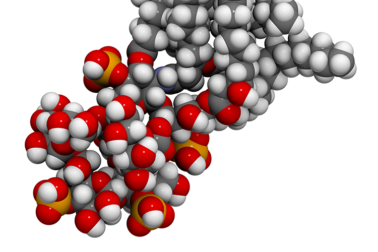 Molecular model of a Lipopolysaccharide (LPS, lipid A and inner core fragment) endotoxin molecule from E. coli.