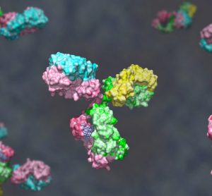 cloured molecular structures of antibodies - a type of protein that undergoes O-glycosylation
