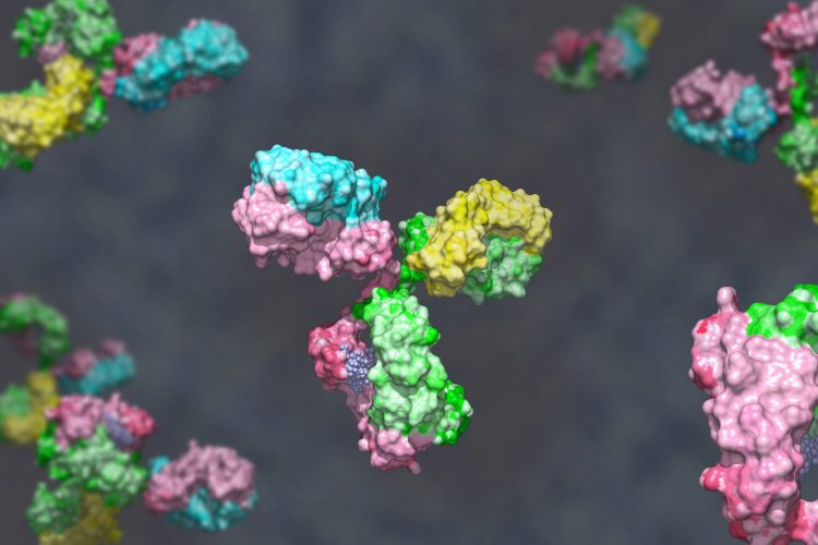 cloured molecular structures of antibodies - a type of protein that undergoes O-glycosylation