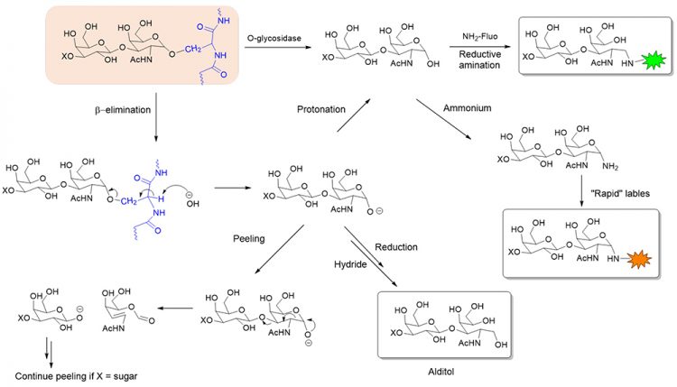 Figure 1: Chemical and enzymatic release and subsequent labelling of O-glycans. X = H or monosaccharide.