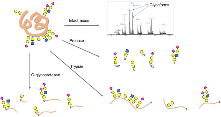 Figure 2: Schemes for O-glycoprotein and O-glycopeptide analysis. X denotes a nonspecific amino acid.