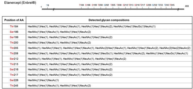 Figure 3: O-glycosite determination and O-glycan profiling of Etanercept using O-glycoprotease. Etanercept protein was digested with O-glycoprotease. The generated peptides were analysed with C18 column coupled with a QExactive Hybrid Quadrupole-Orbitrap mass spectrometer. MS/MS spectra were searched against selected protein and glycan databases using Byonic software. All glycopeptides were further validated using oxonium ions. Glycopeptide mapping detected 12 O-glycosites in total, with glycan compositions tabulated for each site, many of which heavily sialylated. Amino acids in blue are inferred glycosites from complementary peptides.