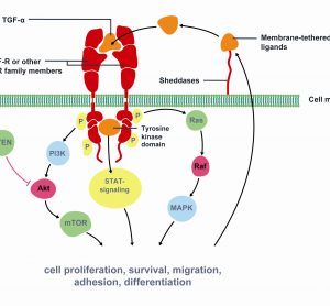 Figure 1 Key signaling pathways of Epidermal Growth Factor Receptor (EGFR). The epidermal growth factor receptor (EGFR) is a member of the human epidermal growth factor receptor (HER) superfamily of receptors comprising of four distinct however structurally similar tyrosine kinase receptors. Upon ligand binding (e.g. EGF, TGF-α) EGFR dimerises with another receptor and undergoes phosphorylation of its TK domain. Activated EGFR stimulates cell proliferation, survival, migration, adhesion and differentiation. EGFR is associated with increased or inappropriate signaling in NSCLC and is a key mediator of tumor progression. Activating mutations of the EGFR kinase domain result in ligand-independent activation of the pathway. Tyrosine kinase inhibitors, such as erlotinib and gefitinib, interfere with the kinase activity of the gene and prevent downstream signaling. Therefore, EGFR is an important target for NSCLC treatment. Modified from Gazdar et al22