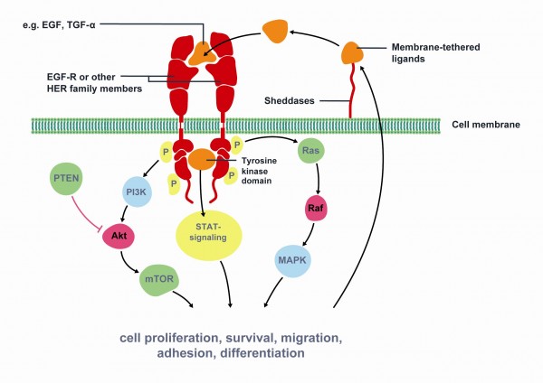 Key signaling pathways of Epidermal Growth Factor Receptor (EGFR)