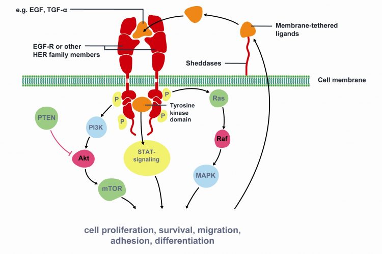 Figure 1 Key signaling pathways of Epidermal Growth Factor Receptor (EGFR). The epidermal growth factor receptor (EGFR) is a member of the human epidermal growth factor receptor (HER) superfamily of receptors comprising of four distinct however structurally similar tyrosine kinase receptors. Upon ligand binding (e.g. EGF, TGF-α) EGFR dimerises with another receptor and undergoes phosphorylation of its TK domain. Activated EGFR stimulates cell proliferation, survival, migration, adhesion and differentiation. EGFR is associated with increased or inappropriate signaling in NSCLC and is a key mediator of tumor progression. Activating mutations of the EGFR kinase domain result in ligand-independent activation of the pathway. Tyrosine kinase inhibitors, such as erlotinib and gefitinib, interfere with the kinase activity of the gene and prevent downstream signaling. Therefore, EGFR is an important target for NSCLC treatment. Modified from Gazdar et al22