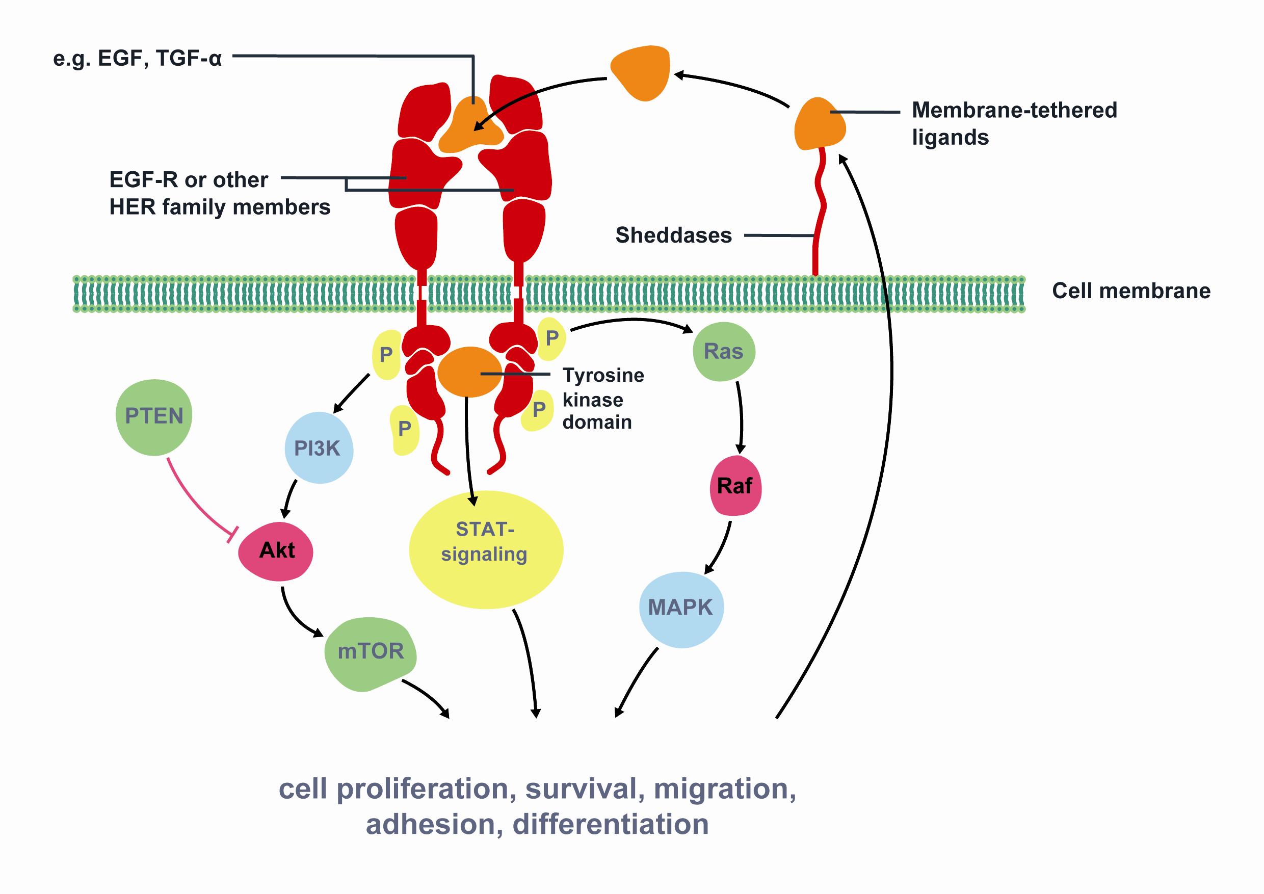 Figure 1 Key signaling pathways of Epidermal Growth Factor Receptor (EGFR). The epidermal growth factor receptor (EGFR) is a member of the human epidermal growth factor receptor (HER) superfamily of receptors comprising of four distinct however structurally similar tyrosine kinase receptors. Upon ligand binding (e.g. EGF, TGF-α) EGFR dimerises with another receptor and undergoes phosphorylation of its TK domain. Activated EGFR stimulates cell proliferation, survival, migration, adhesion and differentiation. EGFR is associated with increased or inappropriate signaling in NSCLC and is a key mediator of tumor progression. Activating mutations of the EGFR kinase domain result in ligand-independent activation of the pathway. Tyrosine kinase inhibitors, such as erlotinib and gefitinib, interfere with the kinase activity of the gene and prevent downstream signaling. Therefore, EGFR is an important target for NSCLC treatment. Modified from Gazdar et al22