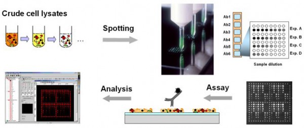 Figure 1: Crude cell lysate samples, which are produced with a denaturing solution, are spotted into arrays onto specially prepared glass chips by non-contact spotting. The samples are probed, for example by fluorescently labelled antibodies.