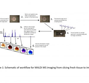 Figure 1 Schematic of workflow for MALDI MS imaging from slicing fresh tissue to image