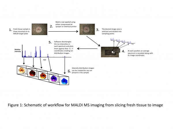 Figure 1 Schematic of workflow for MALDI MS imaging from slicing fresh tissue to image