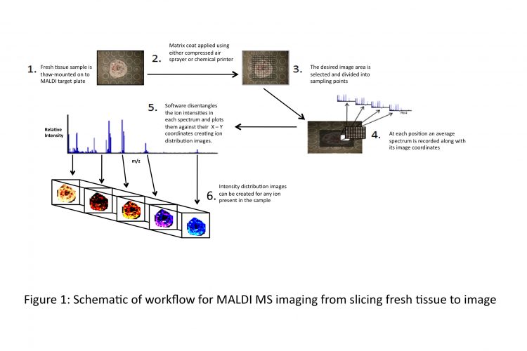 Figure 1 Schematic of workflow for MALDI MS imaging from slicing fresh tissue to image