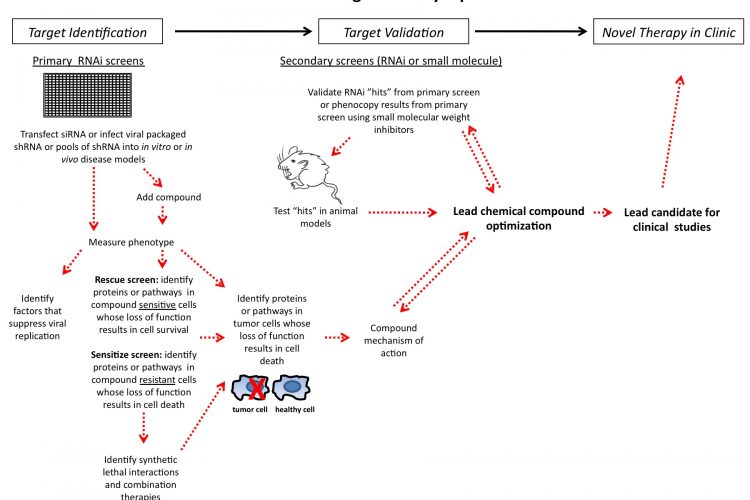 Figure 1 siRNA drug discovery pipeline