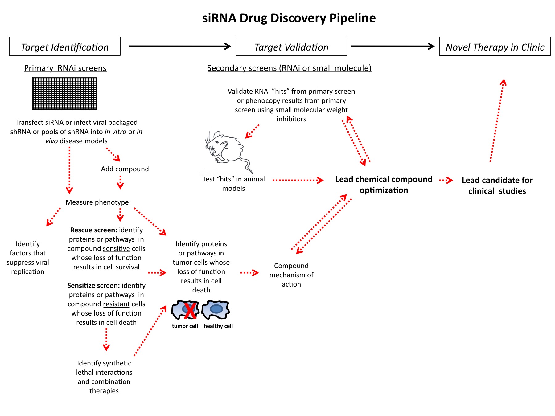 Figure 1 siRNA drug discovery pipeline