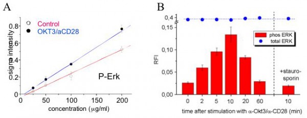 Figure 2: Monitoring phosphorylation events using reverse protein array technology: The human T-cell leukaemia line Jurkat was either stimulated with OKT3 and anti-CD28 antibodies (blue) or treated with control medium (red). p44 / 42 MAPK (Erk), a key node in T-cell signalling, is instantly activated upon stimulation, as shown by the rapid increase in phosphorylation at Thr202/Tyr204 (Figure 2, A and B). For every sample (e.g. time point) is stained with the anti-phospho antibody, and then plotted against the spotted protein concentration (Figure 2, A). By ensuring linearity of the measurement, the slope of the obtained curve can be used to obtain relative quantification (Figure 2, B). This example illustrates how reverse protein arrays can capture highly dynamic signalling events.