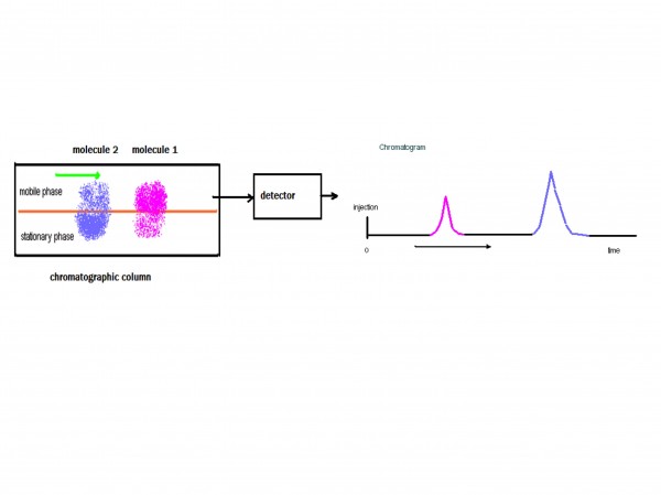 Figure 2 Illustration of the chromatographic process. Molecule 2 has a greater affinity for the stationary phase and consequently is retained more than molecule 1. As a result, molecule 1 has a lower retention time and is eluted from the column first