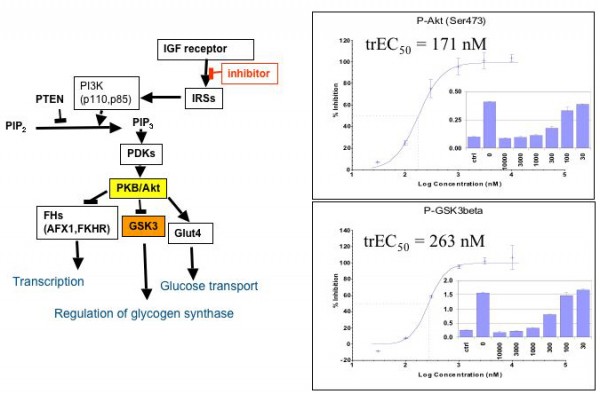  Figure 3: Monitoring the downstream effect of cell signalling inhibitors: starved A431 cells were stimulated with insulin and co-treated with increasing concentrations of an inhibitor of the IGF1receptor tyrosine kinase. After 30 minutes of treatment, the cells were lysed and the phosphorylation levels of Akt and GSK3 were monitored with antibodies specific for; Ser473-Phospho-Akt and Ser9-phospho-GSK3. By plotting the percent inhibition versus inhibitor concentration, one can derive EC50 like data from such experiments, termed trEC50 for signalling transduced downstream EC50 values.