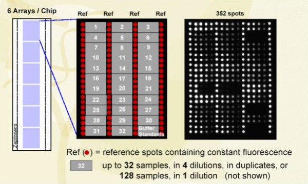 Figure 4: From chips to arrays to spots
