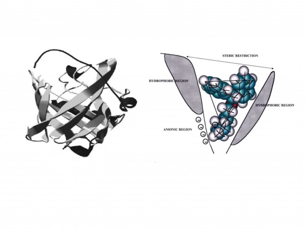 Figure 4 The ribbon molecular model of AGP in the native state and its hypothetical binding sites21,22