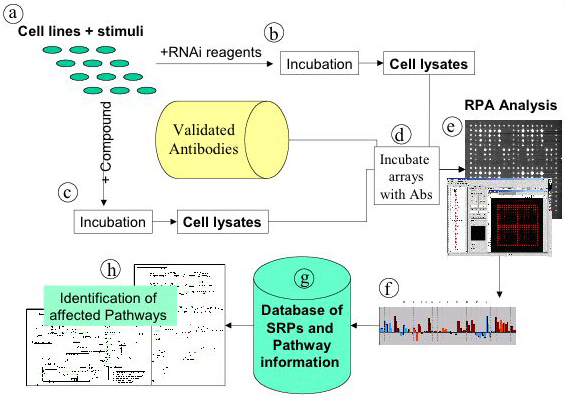 Figure 5: Possible application of reverse protein arrays in systems biology: structure pathway activity relationship (SPAR). Selected=