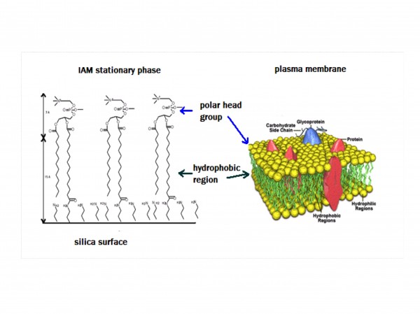 Figure 5 The chemical structure of IAM column and the phyosphatidylcholine bi-layer of the biological membranes