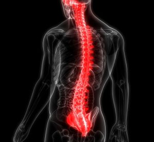 3D illustration of a human back with spinal cord glowing in red