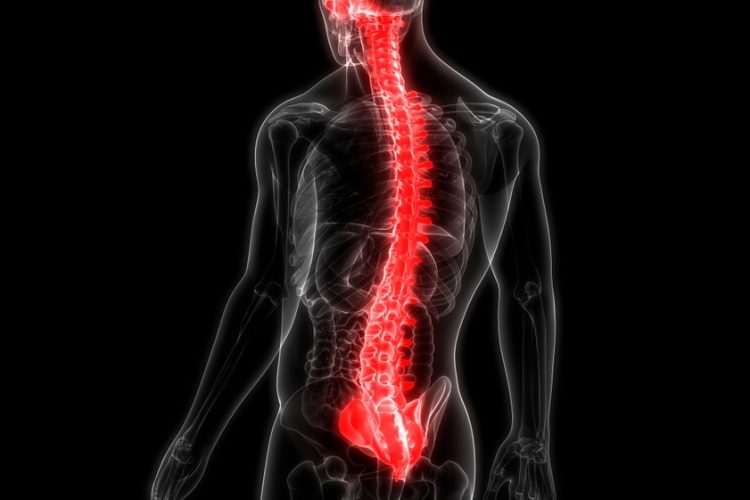 3D illustration of a human back with spinal cord glowing in red