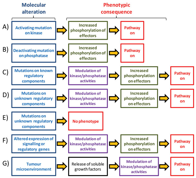 Figure 1: Different molecular events can result in the activation of singling pathways that drive tumour growth Oncogenic signalling pathways may be activated by mutations on kinases (A) or phosphatases (B). Mutations on known or unknown regulatory components can also results in increased pathway activation (C,D). Many of the mutations that are found in cancer do not have a phenotypic consequence (E). Genetic mutations is not the only mechanism to activate a signalling pathway as changes in gene expression (F), epigenetic changes and signals from the tumour extracellular microenvironment (G) can also affect oncogenic pathway activities