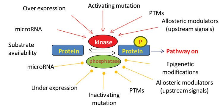 Figure 2: Different molecular events can result in the activation of singling pathways that drive tumour growth Oncogenic signalling pathways may be activated by mutations on kinases (A) or phosphatases (B). Mutations on known or unknown regulatory components can also results in increased pathway activation (C,D). Many of the mutations that are found in cancer do not have a phenotypic consequence (E). Genetic mutations is not the only mechanism to activate a signalling pathway as changes in gene expression (F), epigenetic changes and signals from the tumour extracellular microenvironment (G) can also affect oncogenic pathway activities