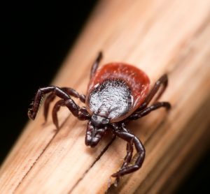 Close up photo of adult female deer tick crawling on piece of straw