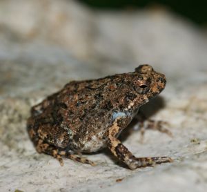 Close up photo of Tungara Frog (Engystomops pustulosus)