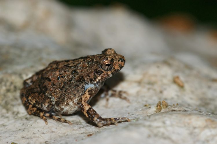 Close up photo of Tungara Frog (Engystomops pustulosus)