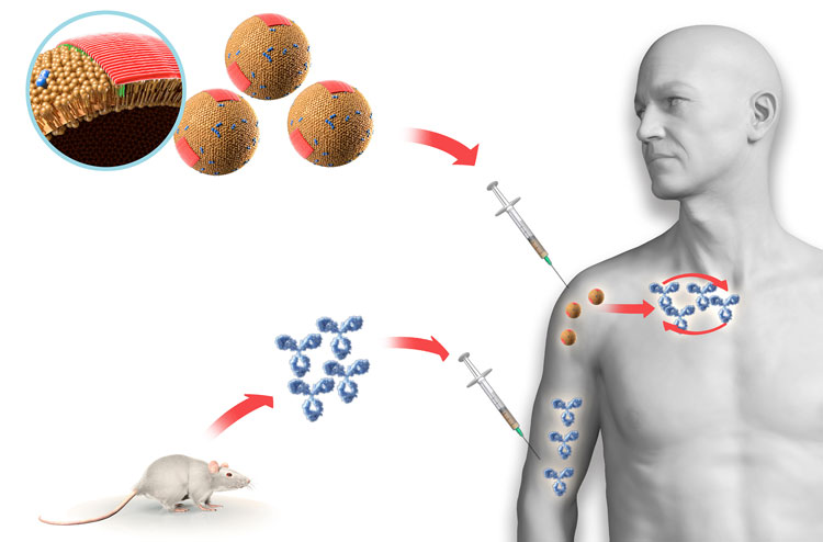 Illustration of vaccine compared to passive immunotherapy