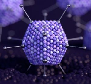 Model of the structure of an adenovirus, used as a viral vector for vaccines and gene therapies, in purple