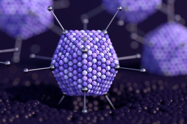 Model of the structure of an adenovirus, used as a viral vector for vaccines and gene therapies, in purple